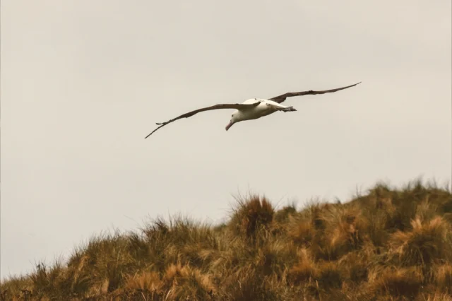 🦅 Día Mundial de los Albatros!
Hoy celebramos al ave que representa nuestro espíritu: libre, resistente y viajera. Está en nuestro logo, pero también en la forma en que vemos el mundo.

🌊 En Límite Sur, nos mueve esa misma energía: la de los que buscan, vuelan lejos y cuidan el entorno.

Sabías que…
~ Pueden vivir hasta 70 años.
~ Tienen la mayor envergadura alar del planeta: más de 3,5 m.
~ Vuela cientos de kilómetros sin aletear.
~ Se empareja de por vida y ambos padres incuban su único huevo por más de 80 días.